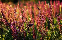 LOL赛事-独家战报，雷恩如何在一场非典型焦点战中粉碎丹麦神话？