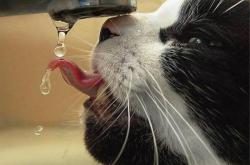 英雄联盟总决赛直播-当纪录之夜遭遇跨界狙击，吉林队如何让约基奇里程碑变里程悲