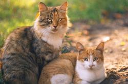 英雄联盟总决赛-当NBA刺客降临德甲争冠夜，德罗赞的连续得分如何拉开不可逾越的差距