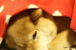 英雄联盟总决赛时间-深水炸弹！保罗末节15分导演逆转，鹈鹕惊险灭火活塞