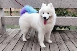 -德布劳内的幽灵时刻，当平行宇宙在尼日利亚对阵韩国时裂开一道缝