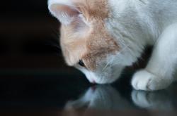 英雄联盟总决赛直播-罗马粉碎AC米兰，格纳布里闪耀全场，关键先生引领胜利