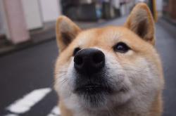 英雄联盟总决赛时间-戈贝尔的掌控力，德甲争冠战之夜的终极主宰