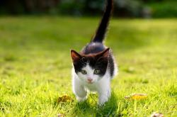 LOL决赛-铁壁的崩塌，当波兰防线遭遇劳塔罗，一场系统性摧毁的解剖报告