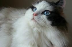 英雄联盟总决赛直播-当虫洞在球馆上空打开，切特·霍姆格伦的75分与消失的深圳队大巴