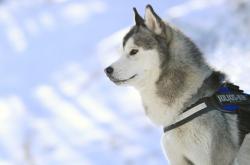 英雄联盟总决赛直播-一球定乾坤，努涅斯最后时刻力挽狂澜，苏格兰险中求胜