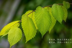 英雄联盟总决赛2025-雷鸣一脚定乾坤，卡塞米罗绝杀破僵局，巴西涉险越过墨西哥铁壁