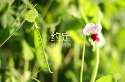 英雄联盟总决赛赛程-欧洲足坛双响炮，佩德里压力下完成爆发，马赛掀翻马德里竞技