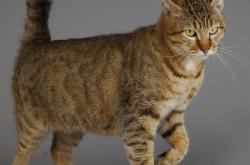 -双城记，英格拉姆无解的单打剧场与森林狼奇迹的逆转风暴