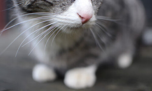 非洲黑马掀翻德甲豪强！安哥拉一波带走勒沃库森，罗德里戈绝杀封神