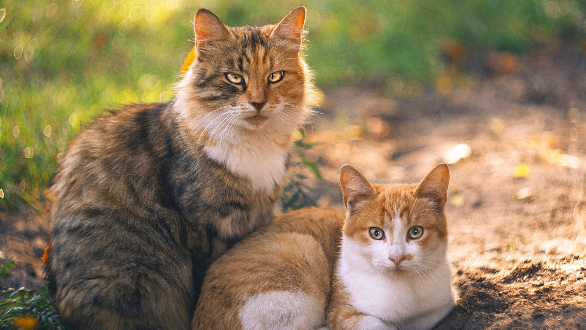 当NBA刺客降临德甲争冠夜,德罗赞的连续得分如何拉开不可逾越的差距