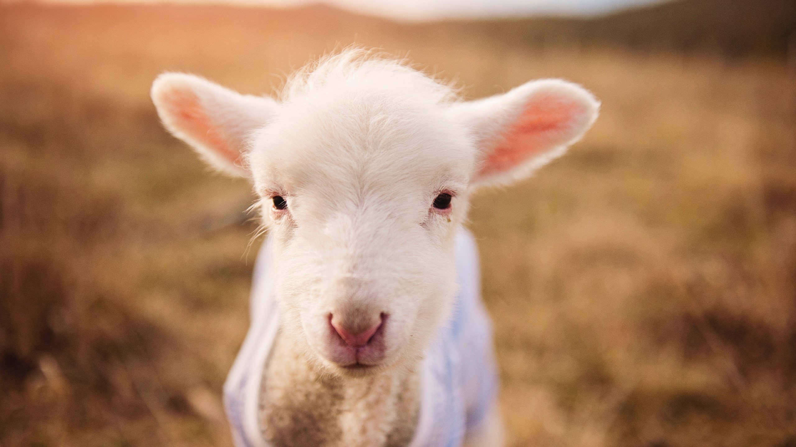 赛道与屏幕,一种赢法的两种面孔