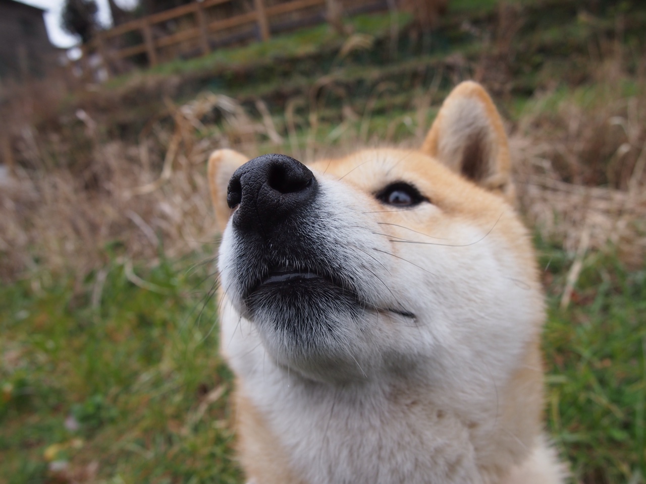 与子同袍，美加墨暴雨夜，拉梅洛扛起的不只是一支球队
