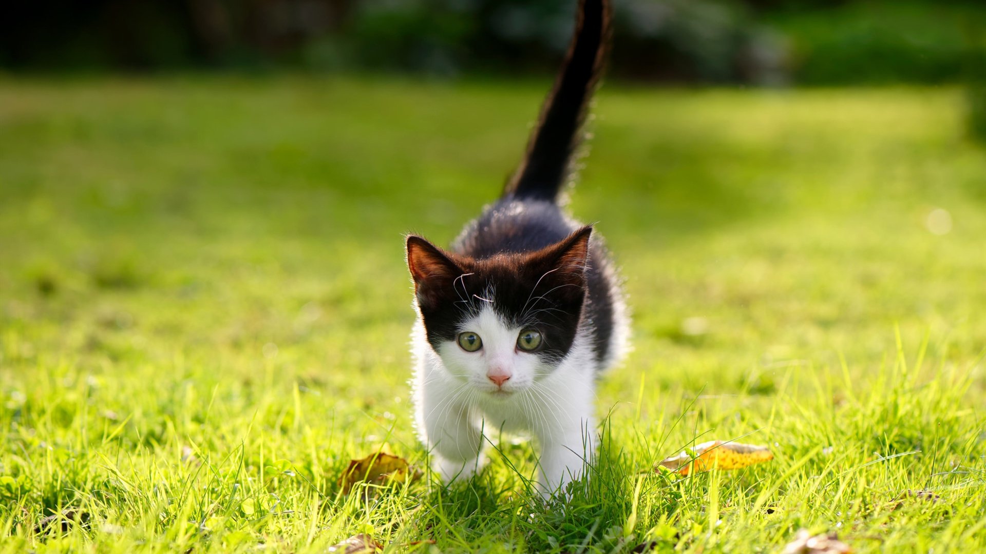 铁壁的崩塌,当波兰防线遭遇劳塔罗,一场系统性摧毁的解剖报告