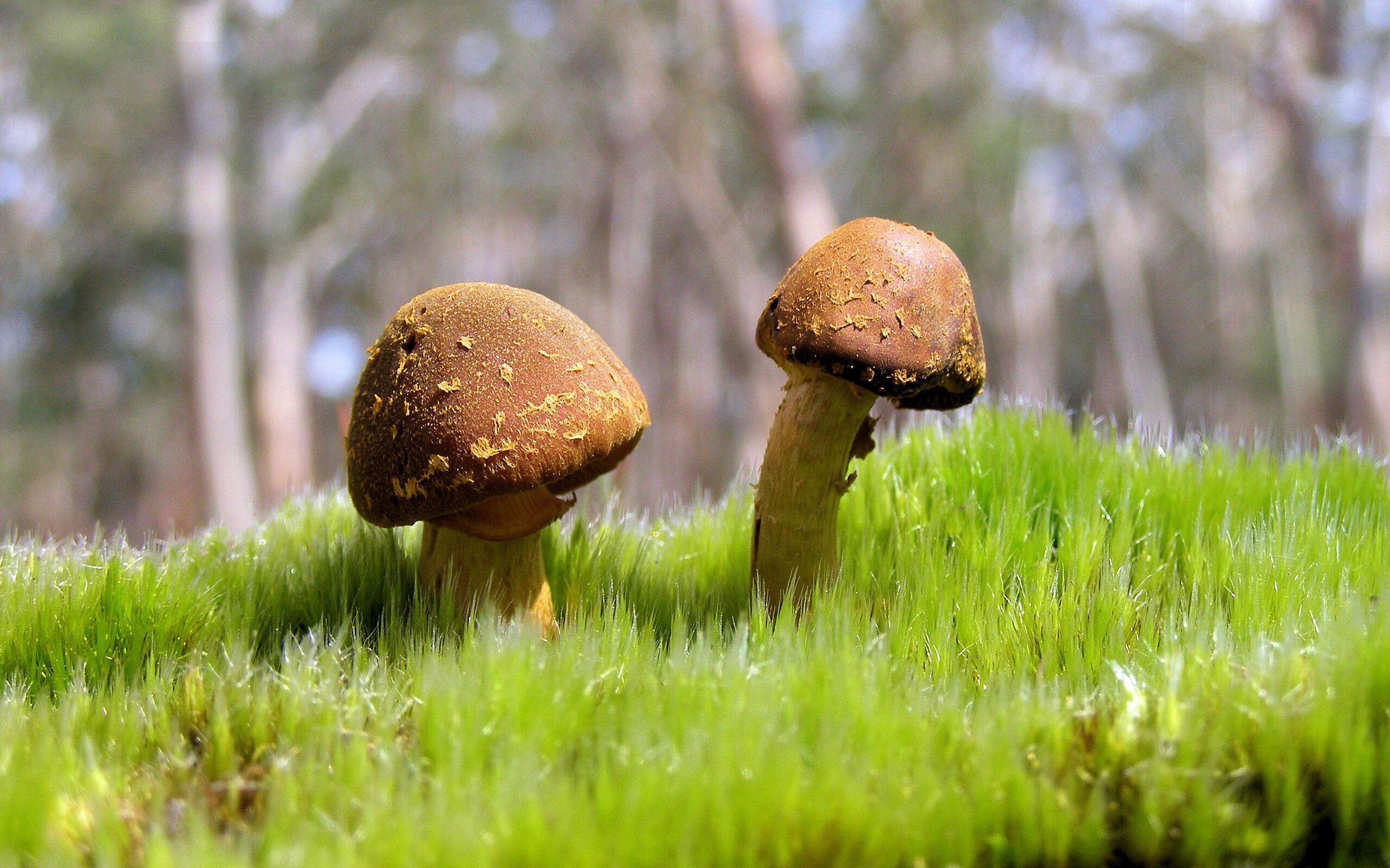 钢铁之躯与绝对理性，伦纳德在世界排名争夺夜的窒息式统治