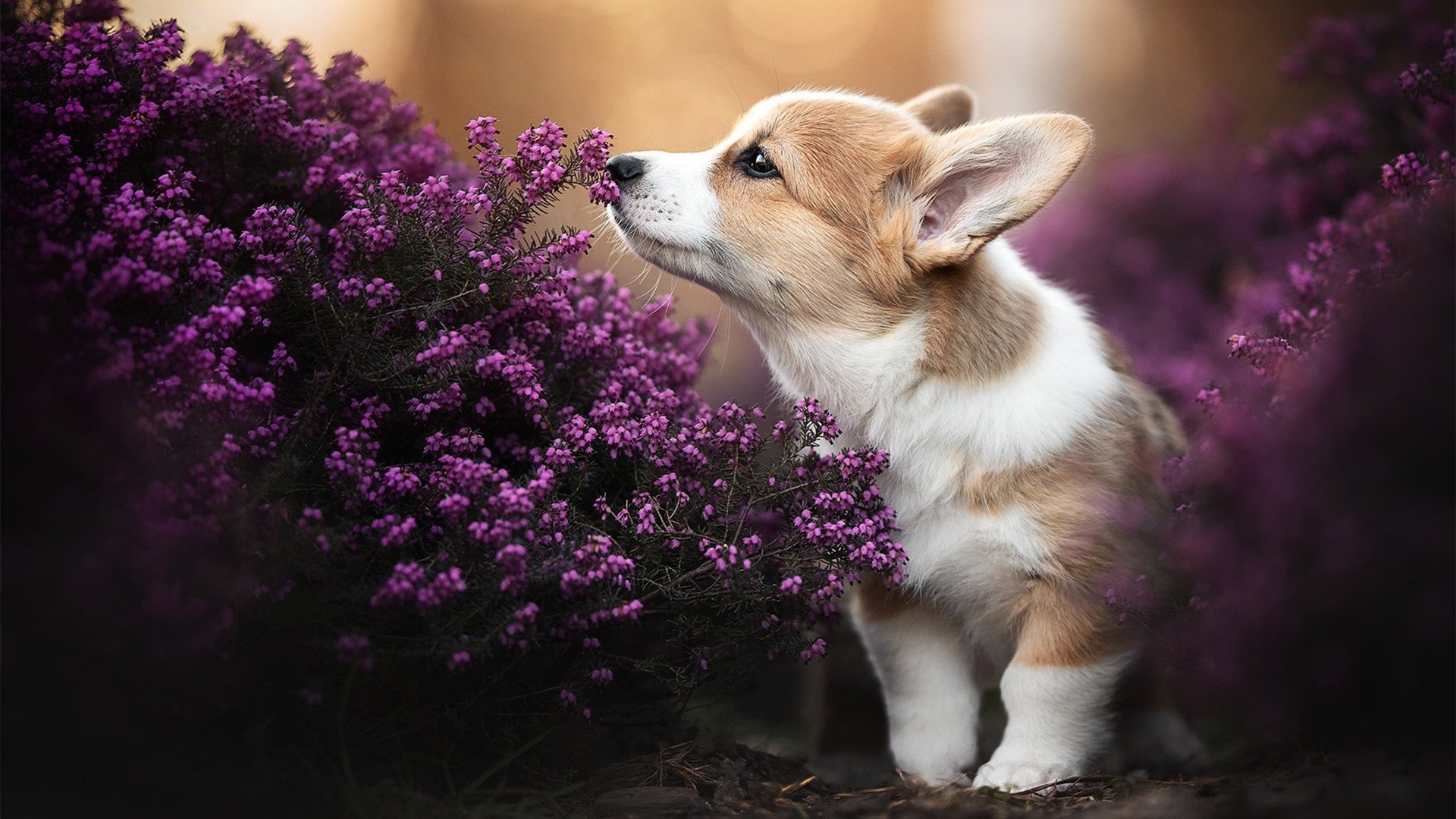 唯一出线权,塞内加尔与厄瓜多尔的宿命对决,如何成为载入史册的年度焦点之战?