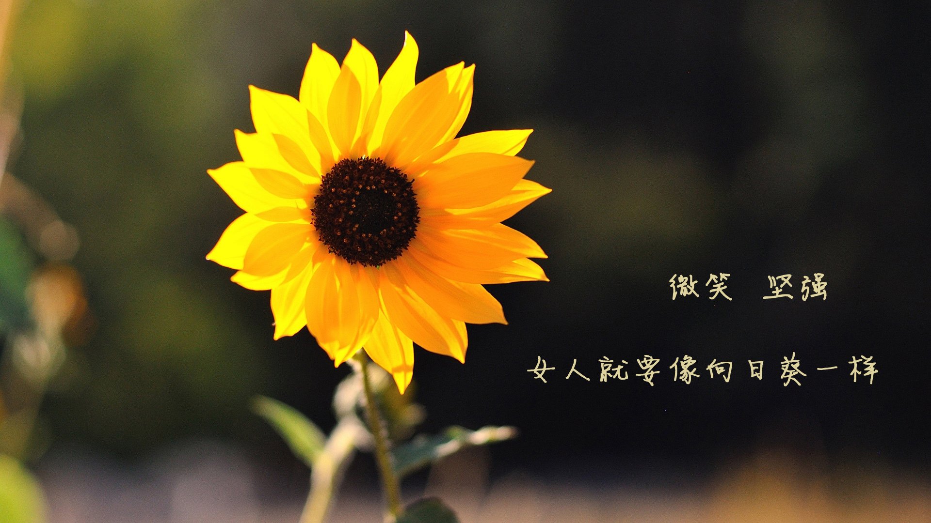 东方淬炼，哈利伯顿于焦点战中证明巨星潜质