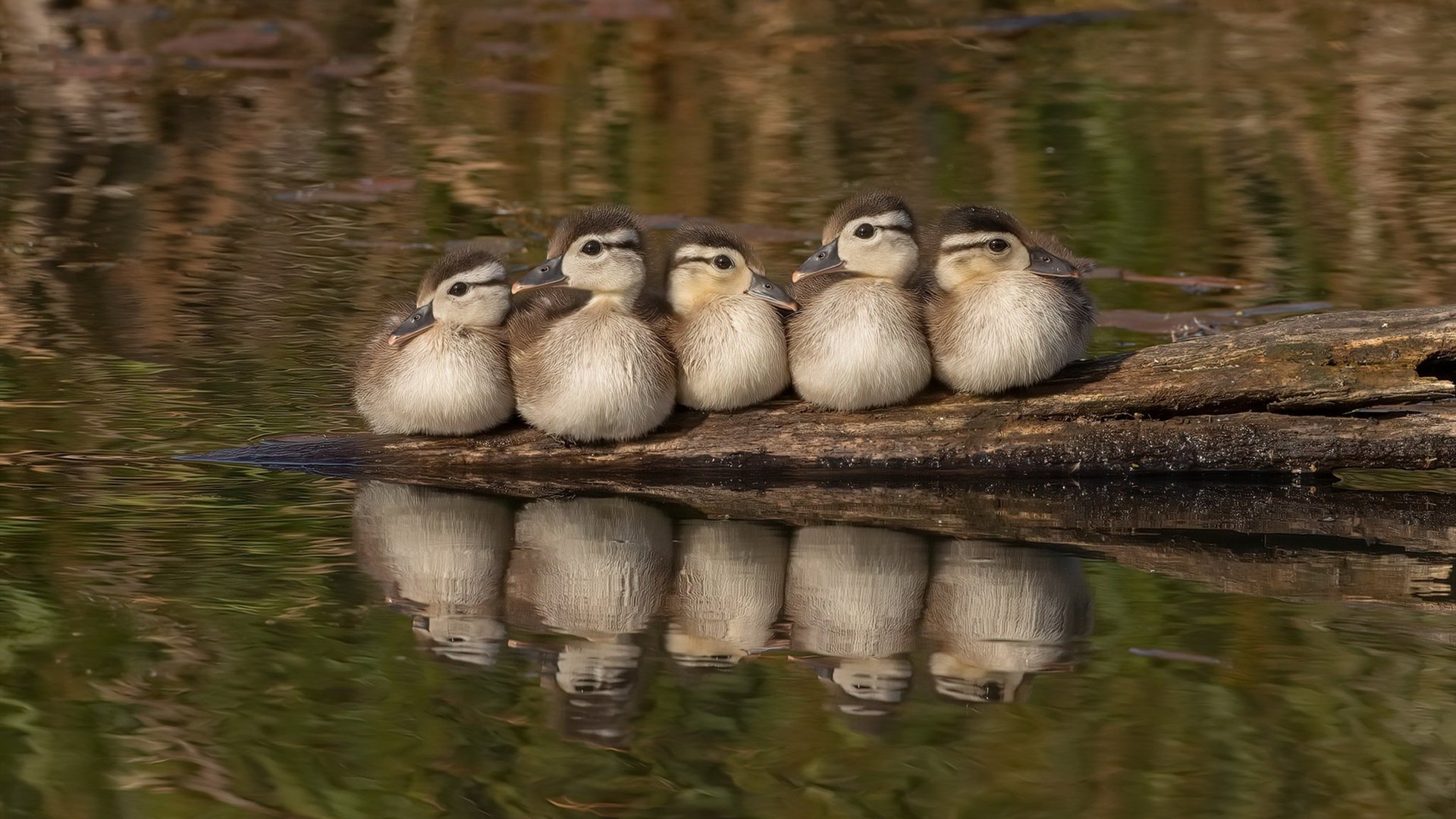 绝境重生!萨拉赫终场神迹,埃及决胜局力克巴拉圭铸就硬仗之王传奇