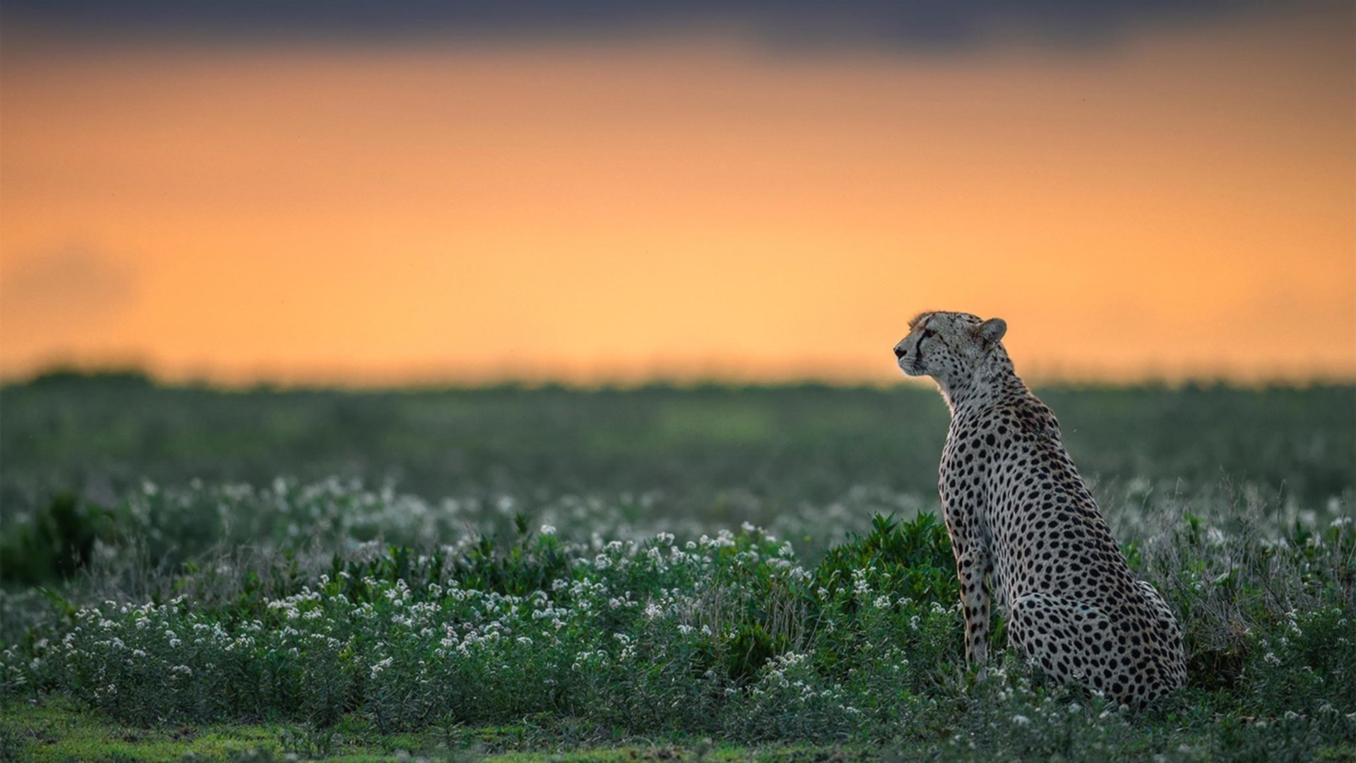 雷霆万钧,火焚苍穹,伦纳德奥运前夜的终极接管