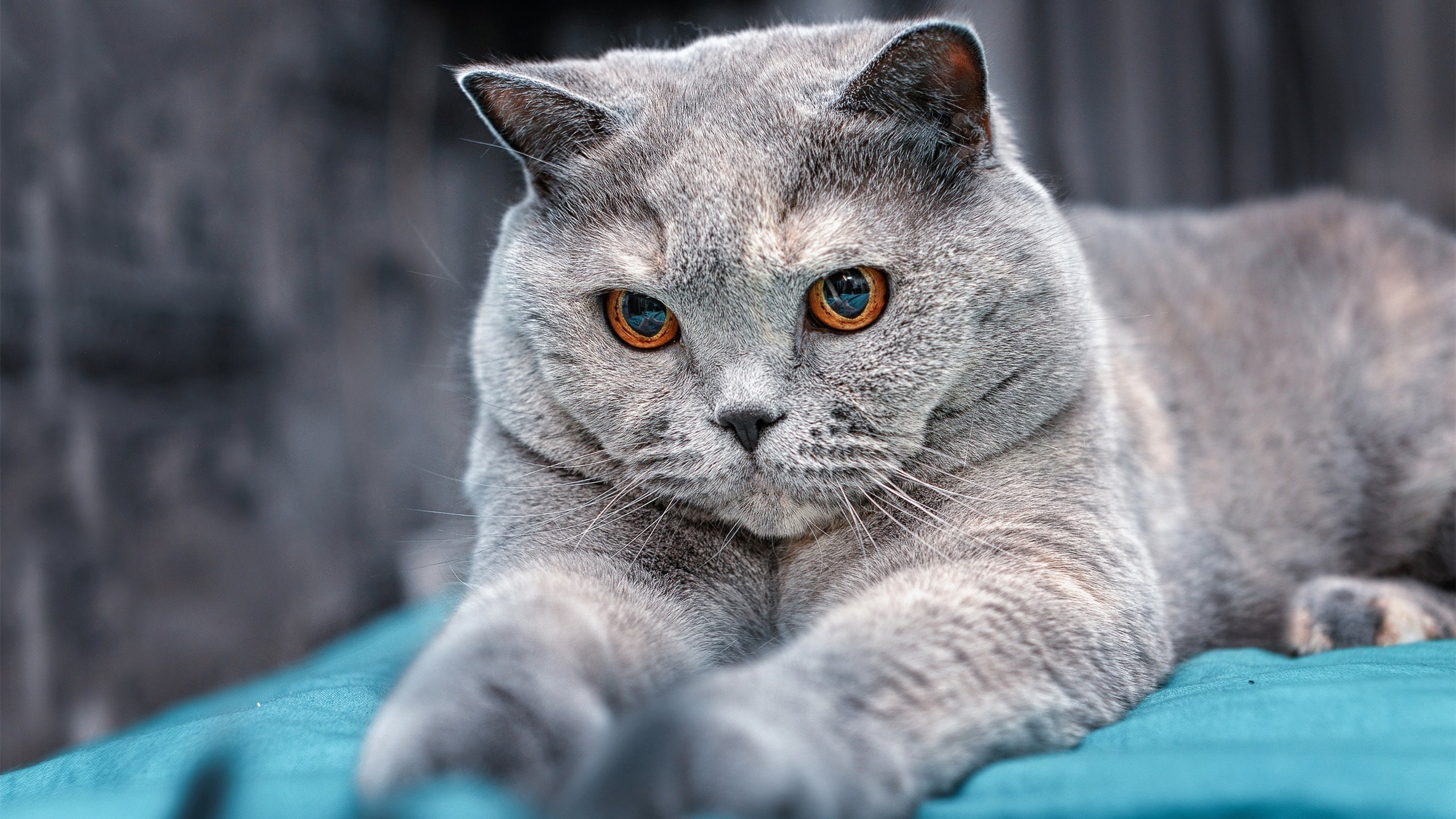 英格兰的十字架，当曼联忘记玫瑰，卡马文加在法兰西亮剑