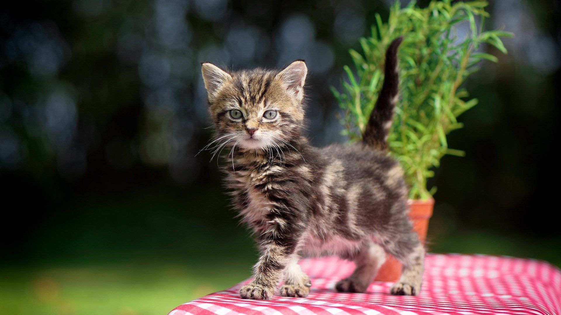 中场艺术与战术铁幕，德布劳内的稳定创造与法国的无情终结