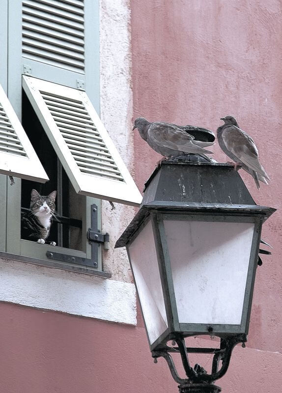 一人撕碎双城记，当字母哥的审判让波士顿与新奥尔良同时沉默