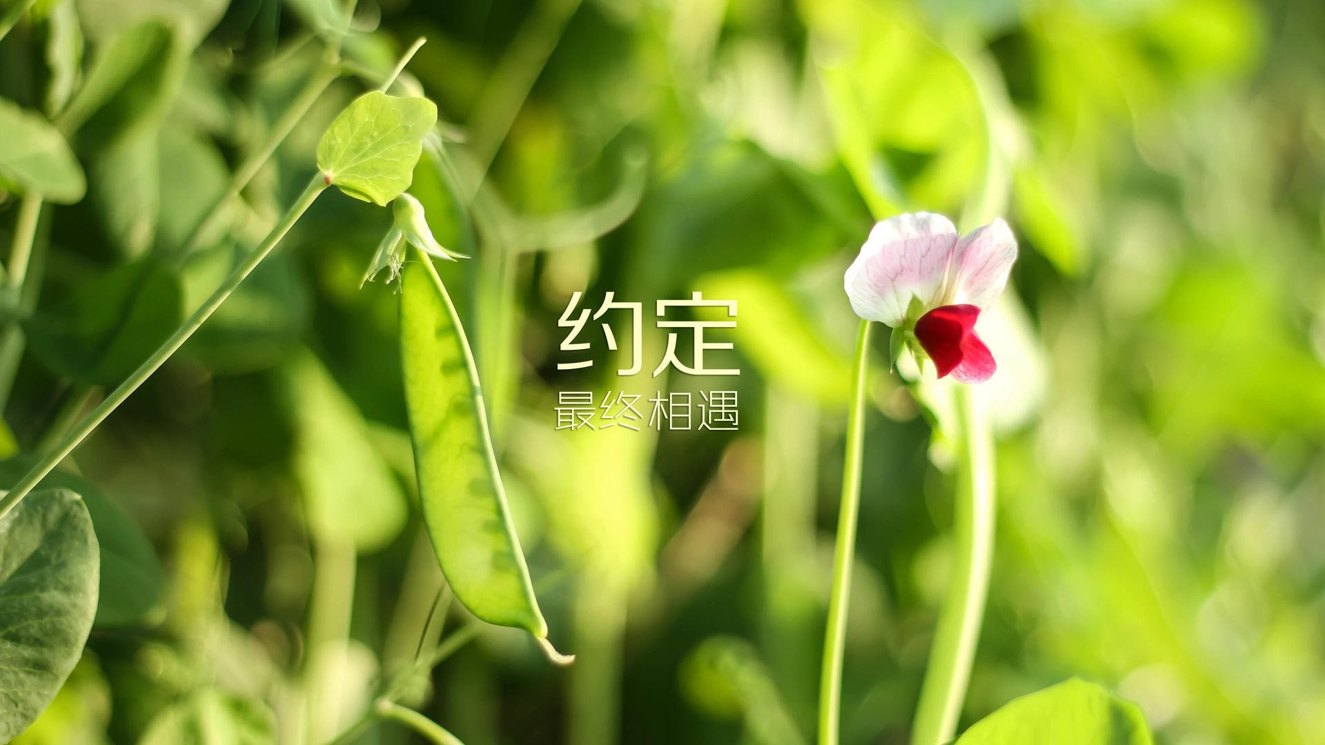 沙漠风暴逆转险峰,2026世界杯D组焦点战,吉鲁节奏掌控下的阿联酋奇迹